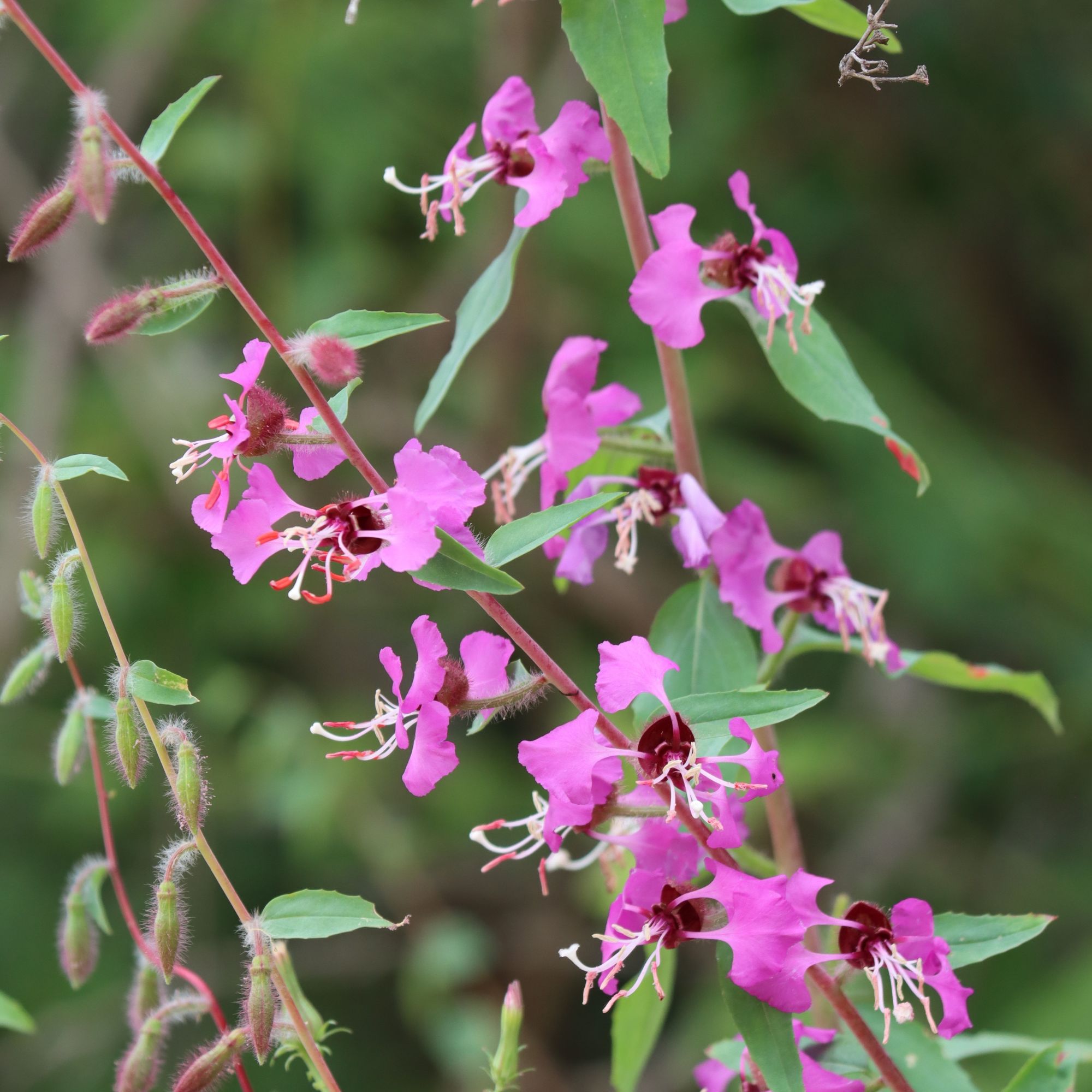 Clarkia Mix Godetia Seeds - 250 Mg Packet ~836 Seeds - Buy Non-GMO Clarkia Amoena - Home, Farm & Gardening Seeds For Planting On